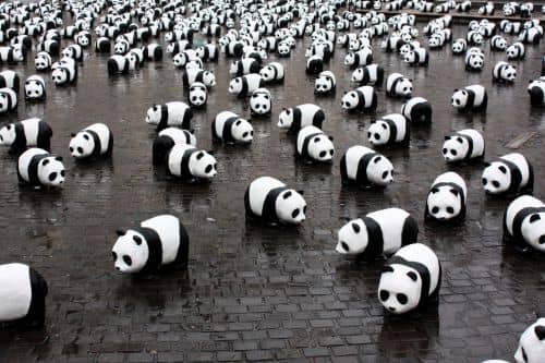 So Many Pandas!
